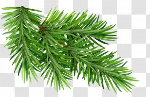 Shortleaf Black Spruce Columbian Balsam Fir Yellow Jack Pine - Plant - Singleleaf Transparent PNG