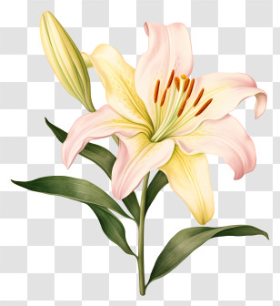 White Lily - Light Pink Lily Flower Botanical Illustration Transparent PNG