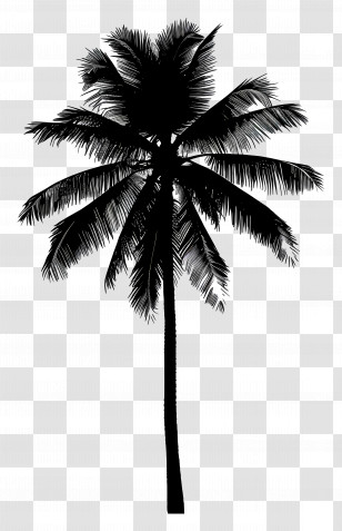 Palm Tree Silhouette - Palm Tree Silhouette For Tropical Themes Transparent PNG