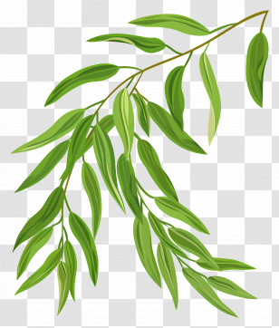 Willow Leaf - Illustration Of Green Leafy Branch Transparent PNG