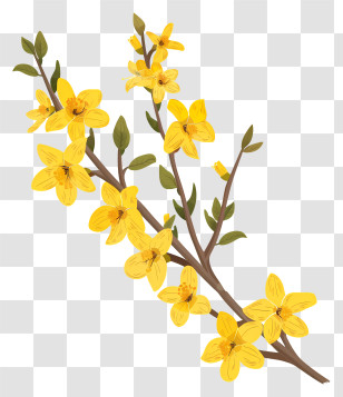 Forsythia Flower - Yellow Flowering Branch Botanical Illustration Transparent PNG
