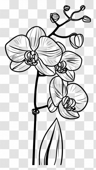 Orchid - Black And White Orchid Flower Drawing Transparent PNG