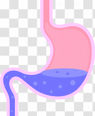 Stomach - Stomach Cartoon Illustration Transparent PNG