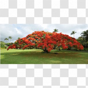 Royal Poinciana Tree Seed Blue Jacaranda Garden - Legumes Transparent PNG