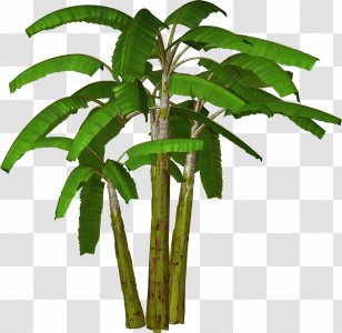 Banana Tree Clip Art - Arecales - Coconut Cliparts Transparent PNG