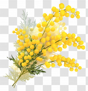 Mimosa Flower - Yellow Mimosa Bouquet Illustration Transparent PNG