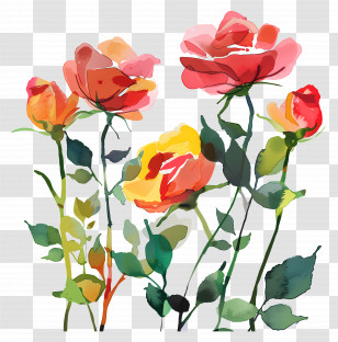 Rose Garden - Watercolor Roses Art With Colorful Petals Transparent PNG