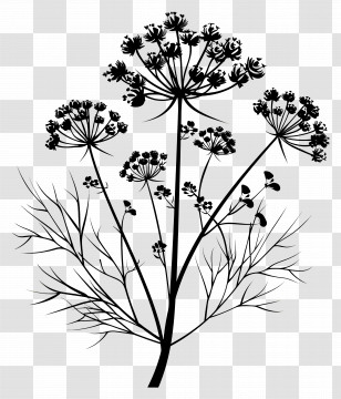 Fennel - Silhouette Design Of Decorative Plants Transparent PNG