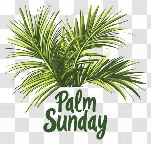 Palm Sunday - Palm Leaves For Palm Sunday Transparent PNG