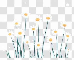 Flower Background - White Daisies In A Field Transparent PNG
