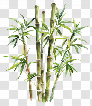 Bamboo Plant - Cluster Of Fresh Green Bamboo Plants Transparent PNG