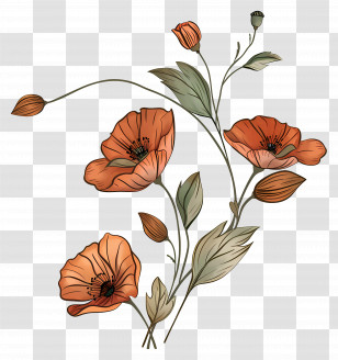 Poppy Flowers - Orange Poppy Flowers With Buds Illustration Transparent PNG