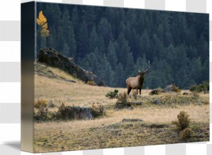 Elk Ecosystem Ranch Fauna National Park - Photography Transparent PNG
