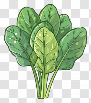 Spinach - Illustrated Bunch Of Fresh Spinach Leaves Transparent PNG