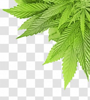 Leaf Plant Tree Flower Hemp Family - Perennial Transparent PNG