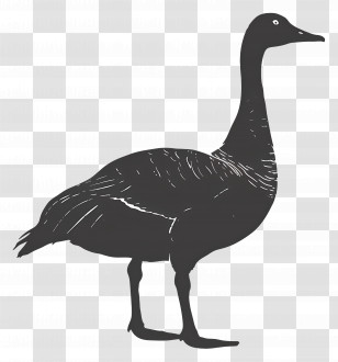 Goose Silhouette - Black Goose Silhouette Design Transparent PNG