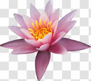 Clip Art - Petal - Nymphaea Transparent PNG