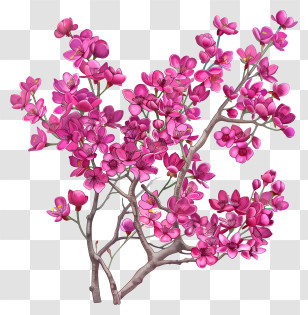 Chinese Redbud - Beautiful Pink Flowering Branches Illustration Transparent PNG