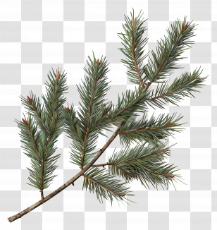 Pine Tree Branch - Realistic Pine Branch For Decoration Transparent PNG