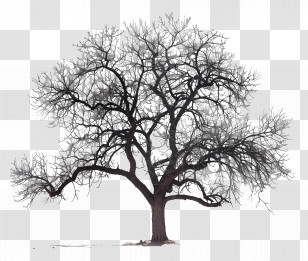 Tree - Bare Winter Tree With Branches Spread Out Transparent PNG