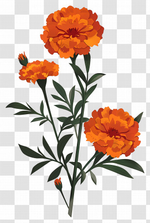 Marigold Flower - Vibrant Orange Marigold Flowers With Subtle Green Leaves Transparent PNG