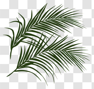 Palm Branches - Green Palm Tree Leaves Illustration Transparent PNG