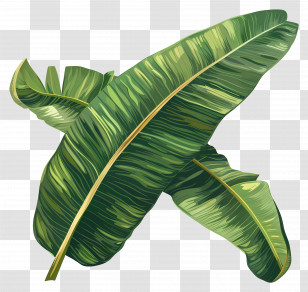 Banana Leaf - Tropical Banana Leaves Illustration Transparent PNG