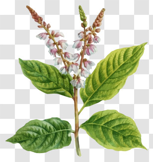 Plant - Flowering Plant With Leaves Transparent PNG