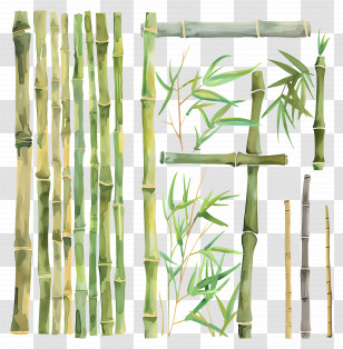 Bamboo - Bamboo Stalks And Leaves Illustration Transparent PNG