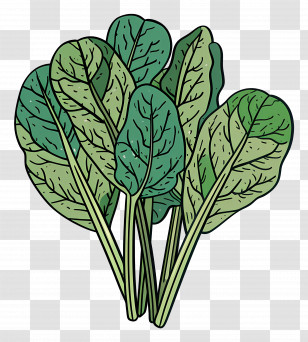 Fresh Spinach Leaves - Fresh Spinach Leaves In Cartoon Style Transparent PNG
