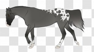 Mane Mustang Stallion Foal Mare - Halter Transparent PNG