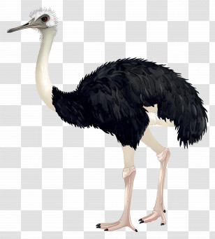 Ostrich - Side View Of An Ostrich In Watercolor Transparent PNG