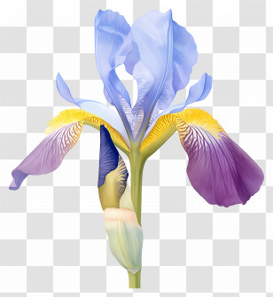 Iris Flower - Detailed Iris Flower Illustration Transparent PNG