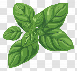 Basil Herbs - Fresh Green Basil Leaves Illustration Transparent PNG