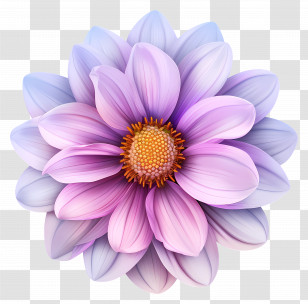 Flower - Purple Dahlia Flower Illustration Transparent PNG