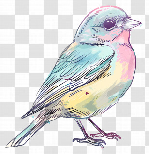 Doodle Bird - Colorful Hand-Drawn Bird Illustration Transparent PNG