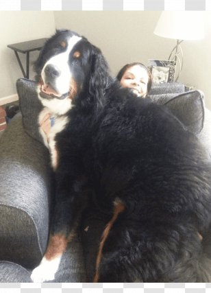 Bernese Mountain Dog Labrador Retriever Puppy German Shepherd Neapolitan Mastiff - English Transparent PNG