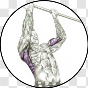 Chin-up Pull-up Muscle Exercise - Purple - Arm Transparent PNG