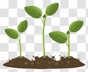 Growing Sprouts - Sprouting Plants In Soil Transparent PNG