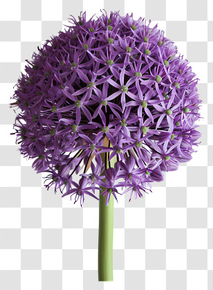 Allium Giganteum - Purple Allium Flower In Full Bloom Transparent PNG