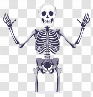 Halloween Skeleton - Illustrated Human Skeleton With Arms Raised Transparent PNG
