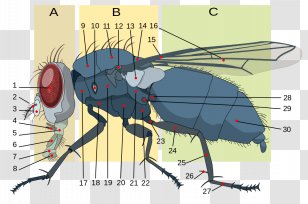 Insect Morphology Housefly Anatomy Brachycera - Watercolor Transparent PNG