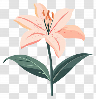 Pink Lily Flower - Pink Lily Flower Illustration Transparent PNG