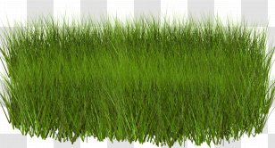 Light Green Grasses Clip Art - Grass Transparent PNG