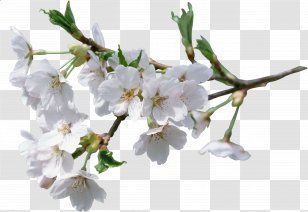 Cerasus Flower Clip Art - Cherry Blossom Transparent PNG