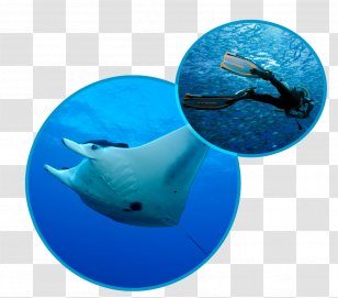 Bali Manta Point Nusa Penida Crystal Bay Underwater Diving Scuba - Indonesia Transparent PNG