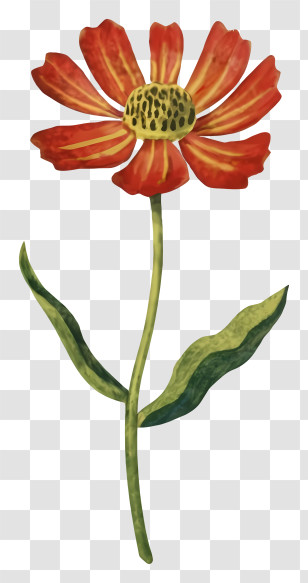 Cartoon - Red Flower Botanical Illustration Transparent PNG