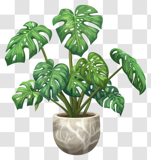Swiss Cheese Plant - Monstera Plant In Decorative Pot Transparent PNG