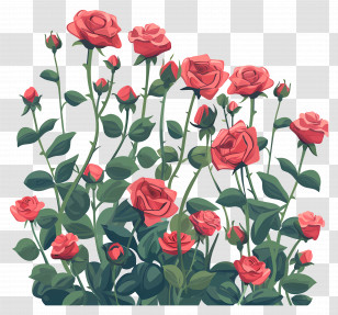 Roses Garden - Beautiful Red Roses Bush In Bloom Transparent PNG