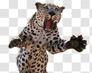 Cheetah Tiger Jaguar Post Cards Lion - Big Cats Transparent PNG
